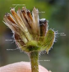  Capitulum (opened ) 
